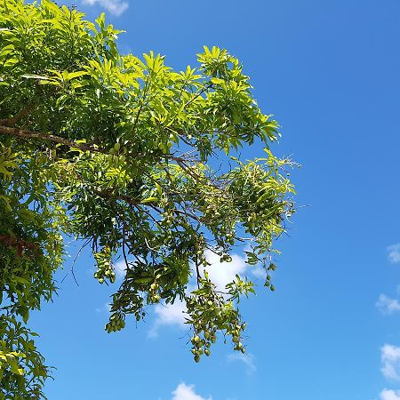 Saipan Family Residence Susupe المظهر الخارجي الصورة