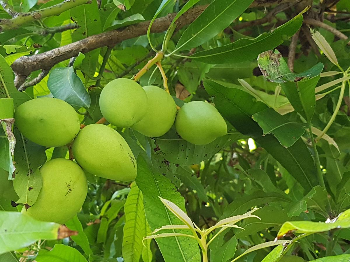 Saipan Family Residence Susupe المظهر الخارجي الصورة